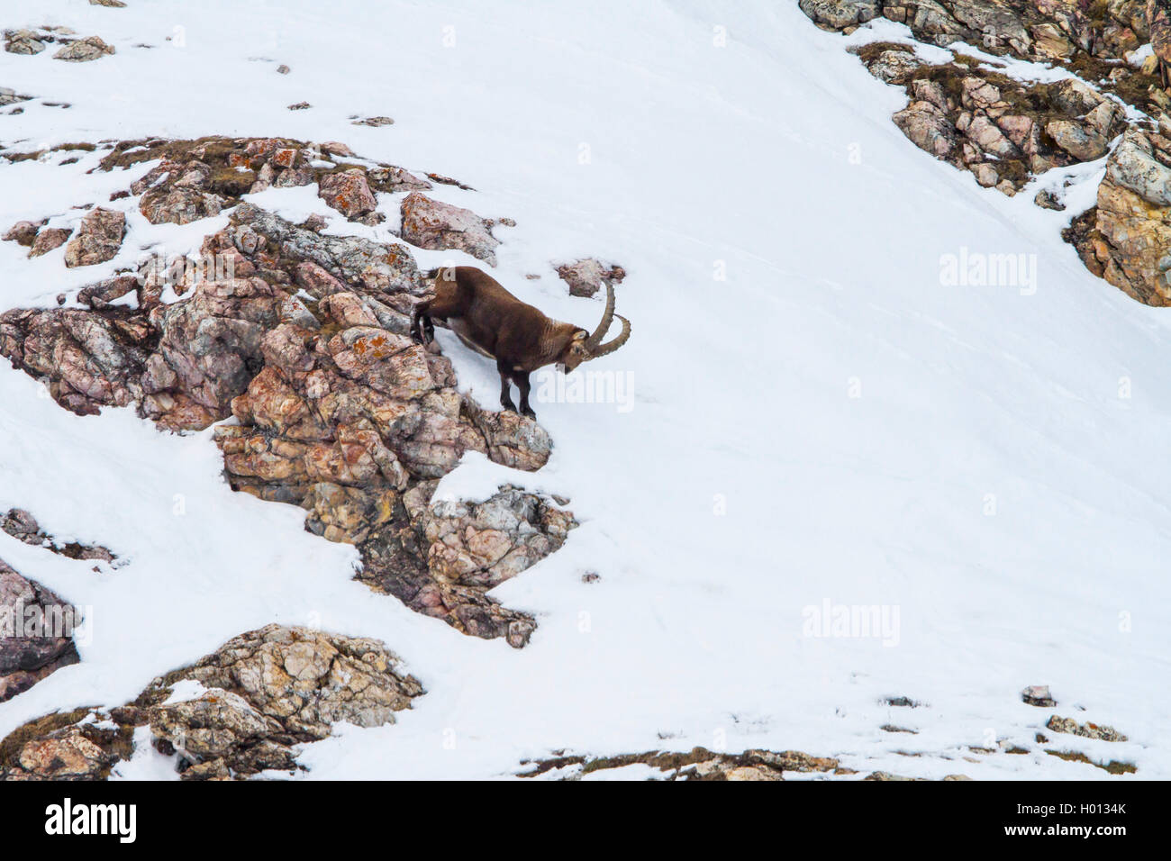 Bouquetin des Alpes (Capra ibex, Capra ibex ibex), buck l'escalade dans les montagnes à partir d'un rocher dans un champ de neige, la Suisse, les Grisons, le Piz Bernina Banque D'Images