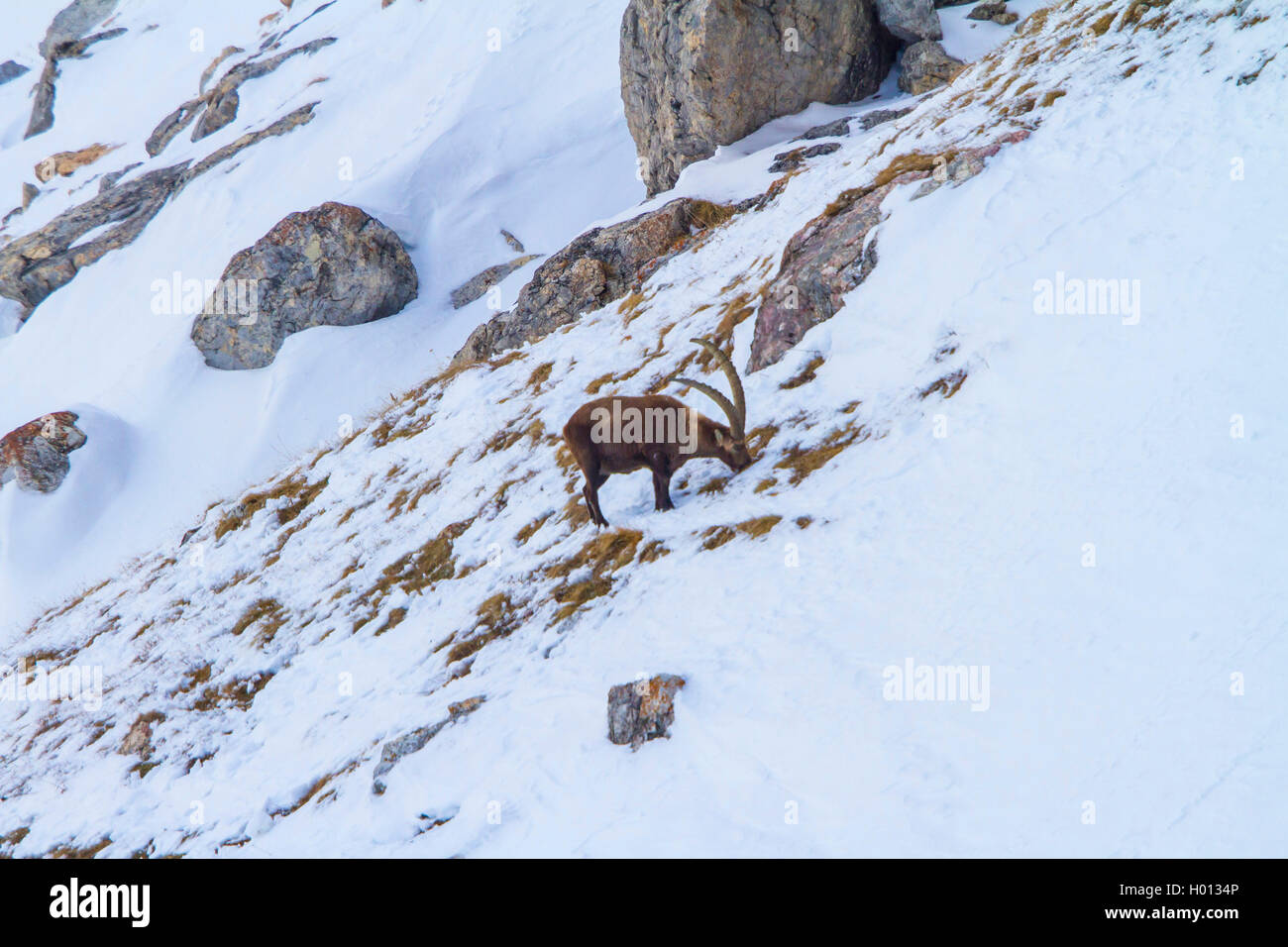 Bouquetin des Alpes (Capra ibex, Capra ibex ibex), buck debout dans les montagnes dans un champ de neige et la recherche de nourriture, la Suisse, les Grisons, le Piz Bernina Banque D'Images