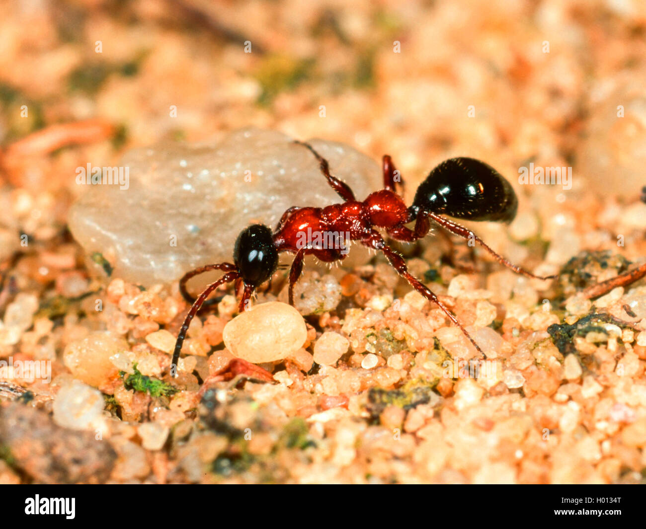 Tiphiid wasp (Methocha ichneumonides), femme à la recherche d'un-larve, Allemagne Cicindela Banque D'Images