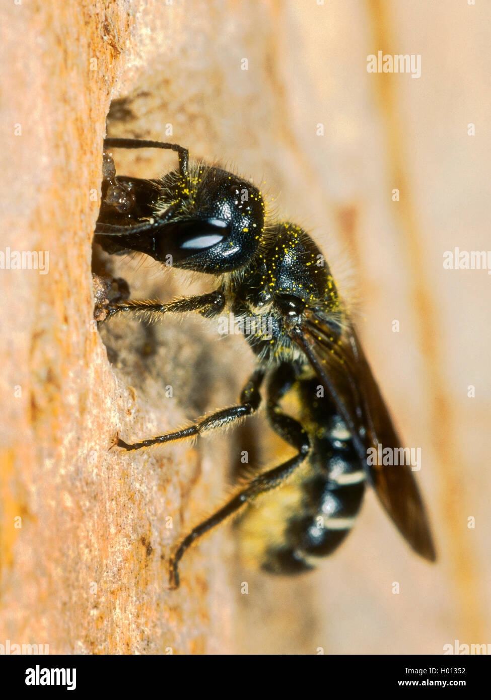 Hahnenfuss-Scherenbiene Hahnenfussscherenbiene florisonmis, (Osmia, Chelostoma florisomne), Weibchen beim Nestbau, Deutschland | Banque D'Images