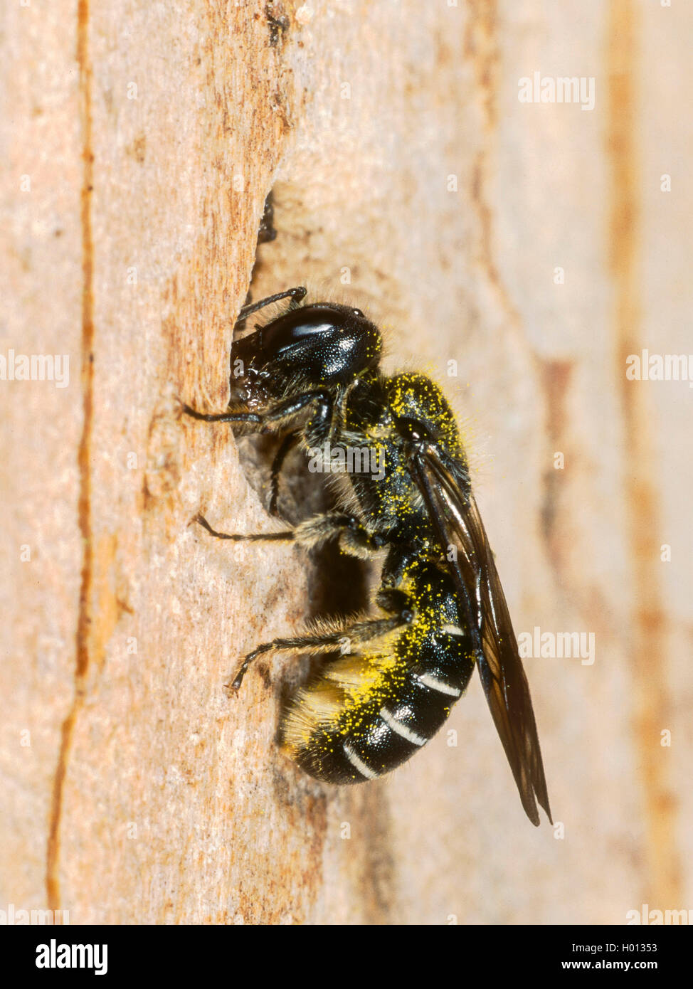 Hahnenfuss-Scherenbiene Hahnenfussscherenbiene florisonmis, (Osmia, Chelostoma florisomne), Weibchen beim Nestbau, Deutschland | Banque D'Images