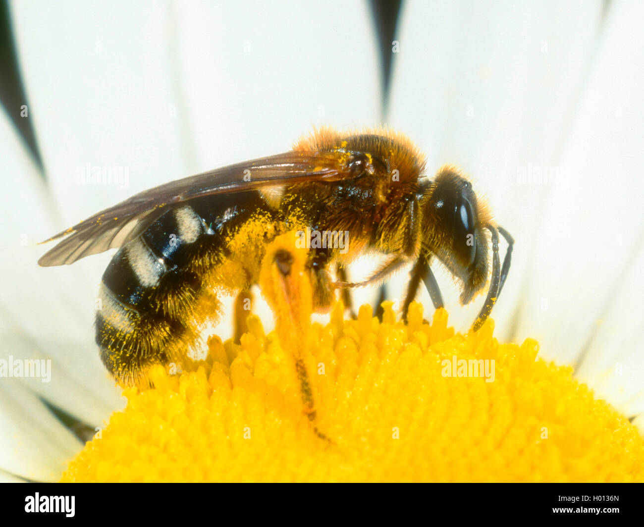 Rotbeinige Furchenbiene Rotbeinige Furchen-Biene, (Halictus rubicundus), bei der Weibchen Nektaraufnahme Pollen- und auf Wiesen- Banque D'Images