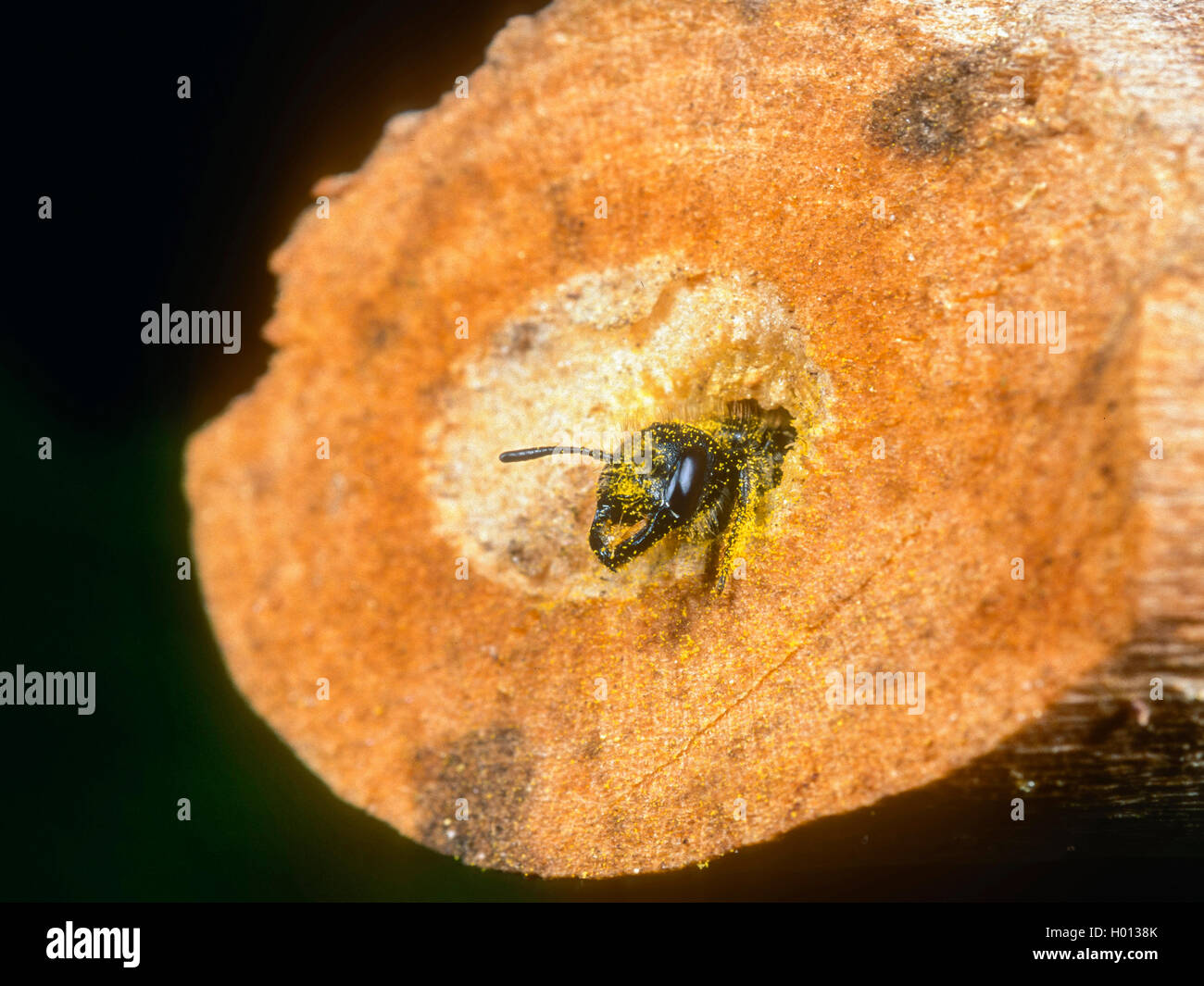 Hahnenfuss-Scherenbiene Hahnenfussscherenbiene florisonmis, (Osmia, Chelostoma florisomne) verlaesst Weibchen, das in Nest Banque D'Images