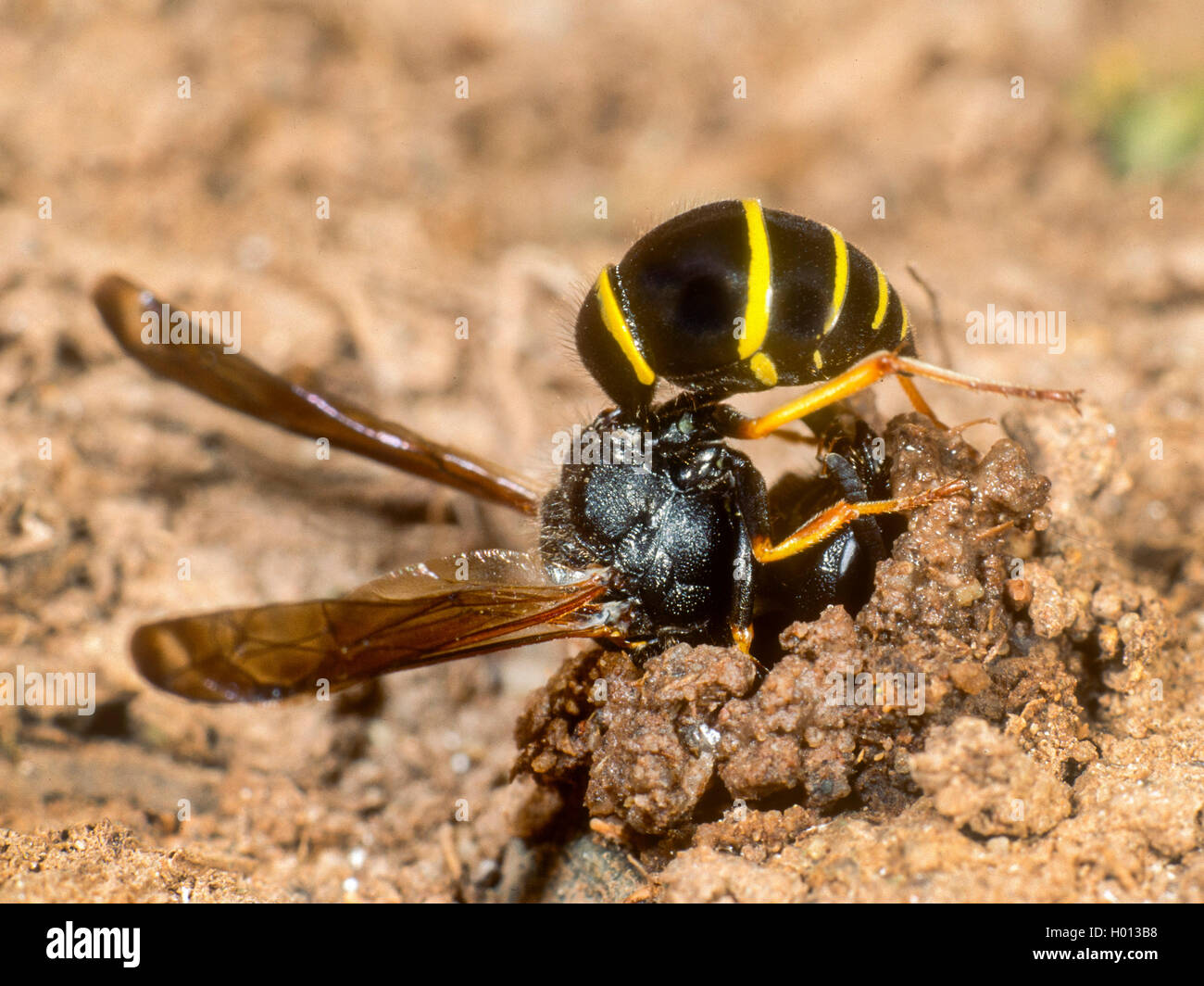 Potter (Odynerus spinipes wasp, Oplomerus spinipes), la construction du nid Femme, Allemagne Banque D'Images