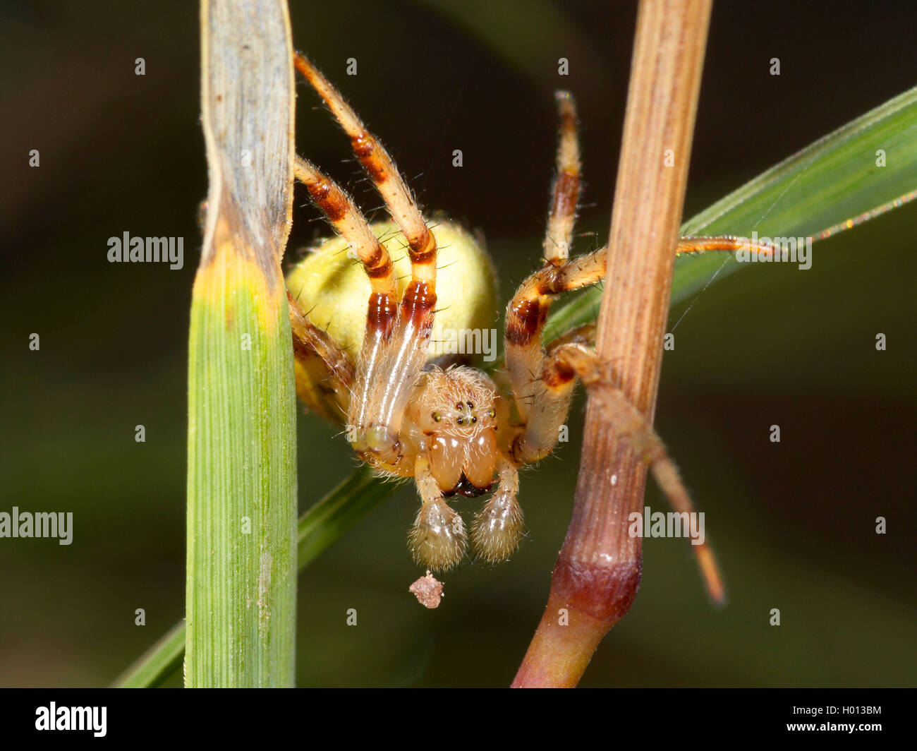 Episyron albonotatum wasp (spider), de se cacher des femmes capturés, narcotized-Orb Spider tissage (Araneus spec.) dans une plante, Allemagne Banque D'Images