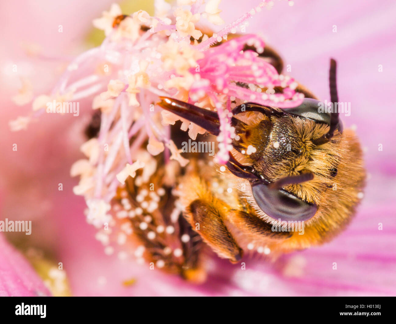 Eucera (Tetralonia macroglossa, Eucera macroglossa, Tetralonia malvae), Femme dans la fleur de musc-mallow (Malva moschata), Allemagne Banque D'Images