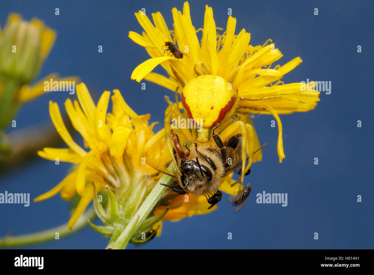 Houghton (Misumena vatia araignée crabe), avec les proies sur un composite jaune, Autriche Banque D'Images