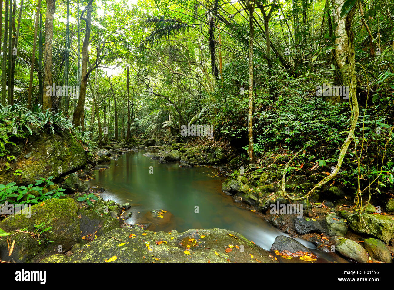 Ruisseau en forêt tropicale, Philippines Banque D'Images