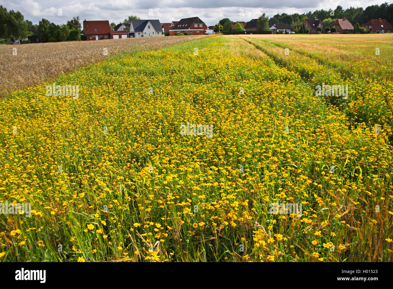 Le Maïs Le maïs, chrysanthème (Chrysanthemum segetum, Marigold Glebionis segetum), comme la lutte contre les mauvaises herbes dans un champ de maïs, Allemagne Banque D'Images