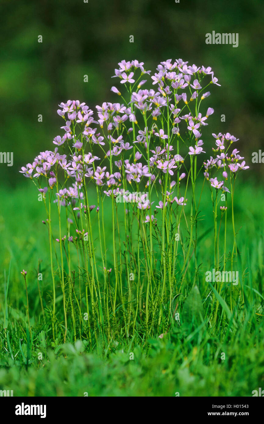 Bog Rose, fleur de Coucou, Lady's Smock, Milkmaids (Cardamine pratensis), dans un pré en fleurs, Allemagne Banque D'Images