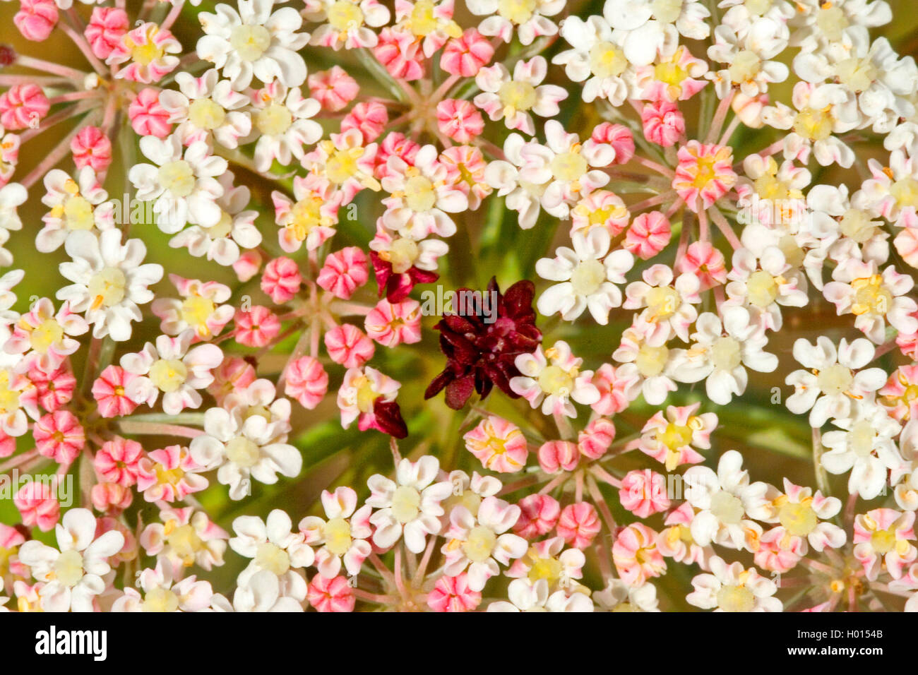 Queen Anne's lace, la carotte sauvage (Daucus carota), l'ombelle centrale avec fleur pourpre, Allemagne Banque D'Images