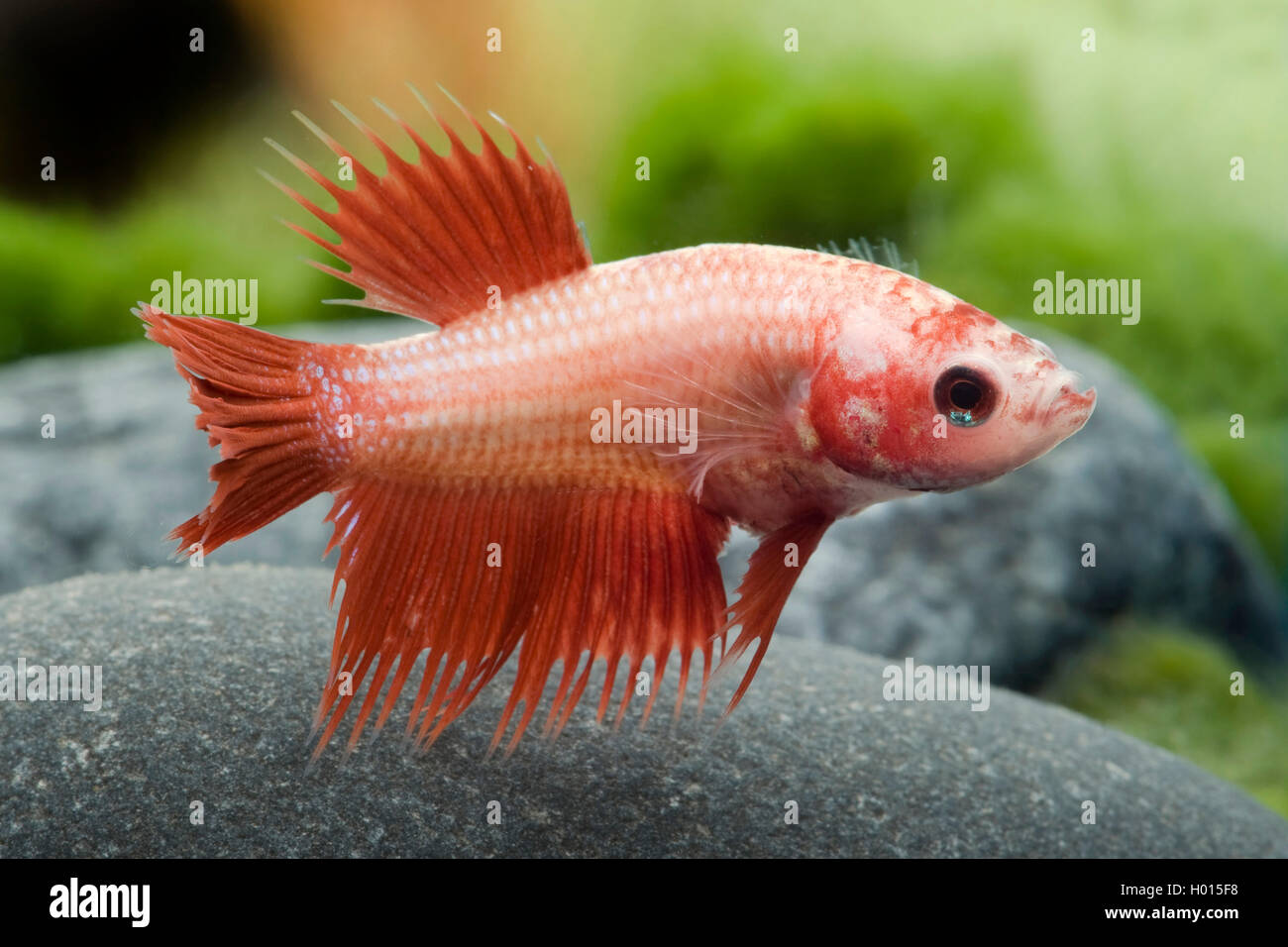 La lutte contre le poisson siamois, Siamois fighter (Betta Splendens Crowntail Crowntail, femme), Banque D'Images