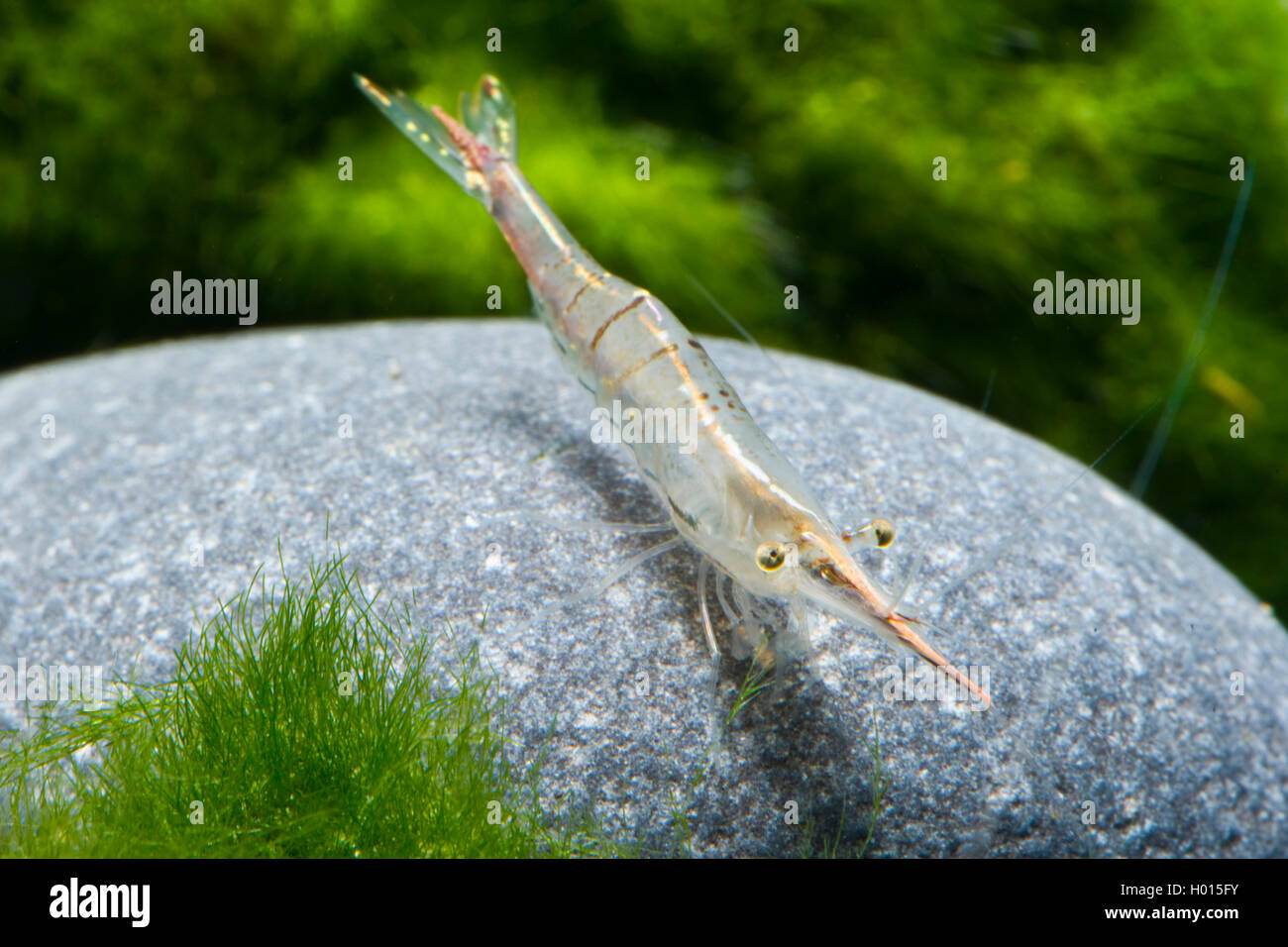 Nez Rouge (crevette Caridina gracilirostris), sur une pierre Banque D'Images