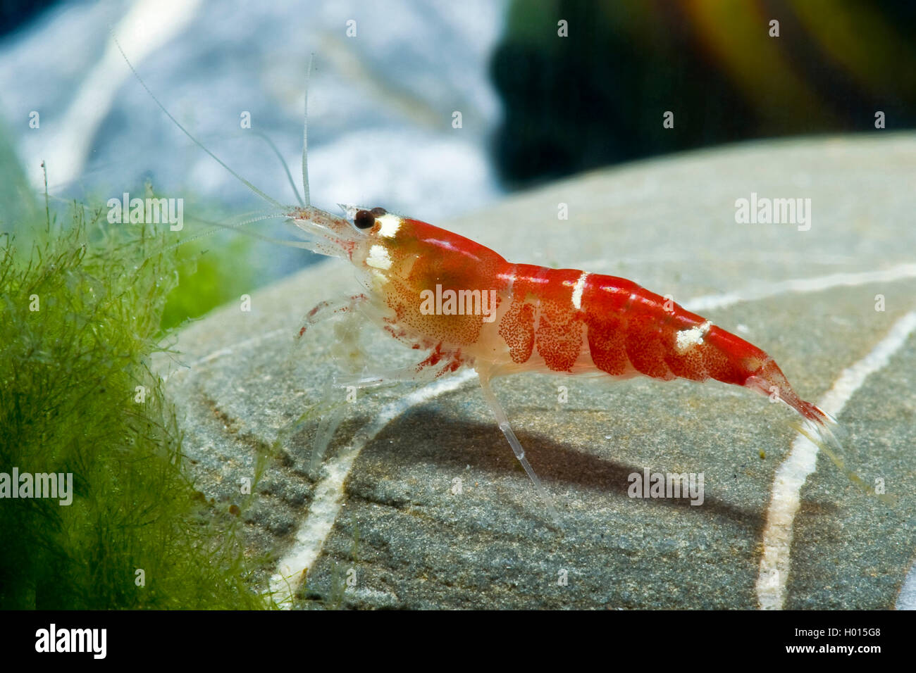 Crevette abeille, Crystal Red Shrimp Caridina Crystal Super logemanni (rouge), assis sur une pierre Banque D'Images