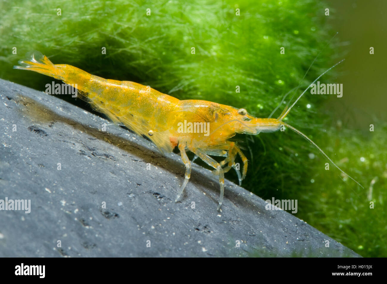 Crevette cerise (Neocaridina Neocaridina heteropoda, davidi), jaune Banque D'Images