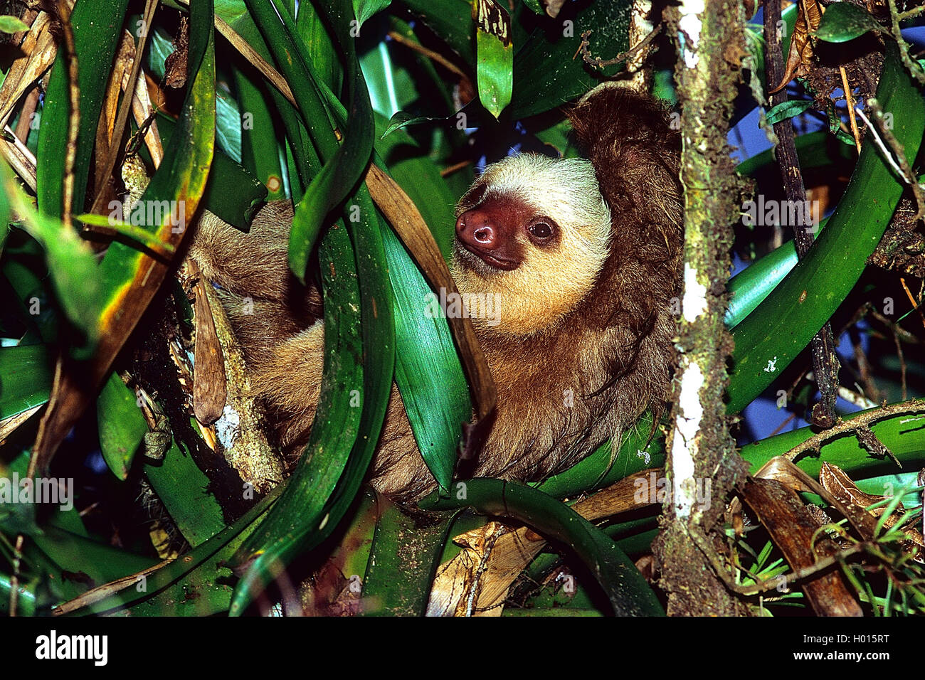 Hoffmann's deux-toed sloth (Choloepus hoffmanni), sur un arbre, le Costa Rica Banque D'Images