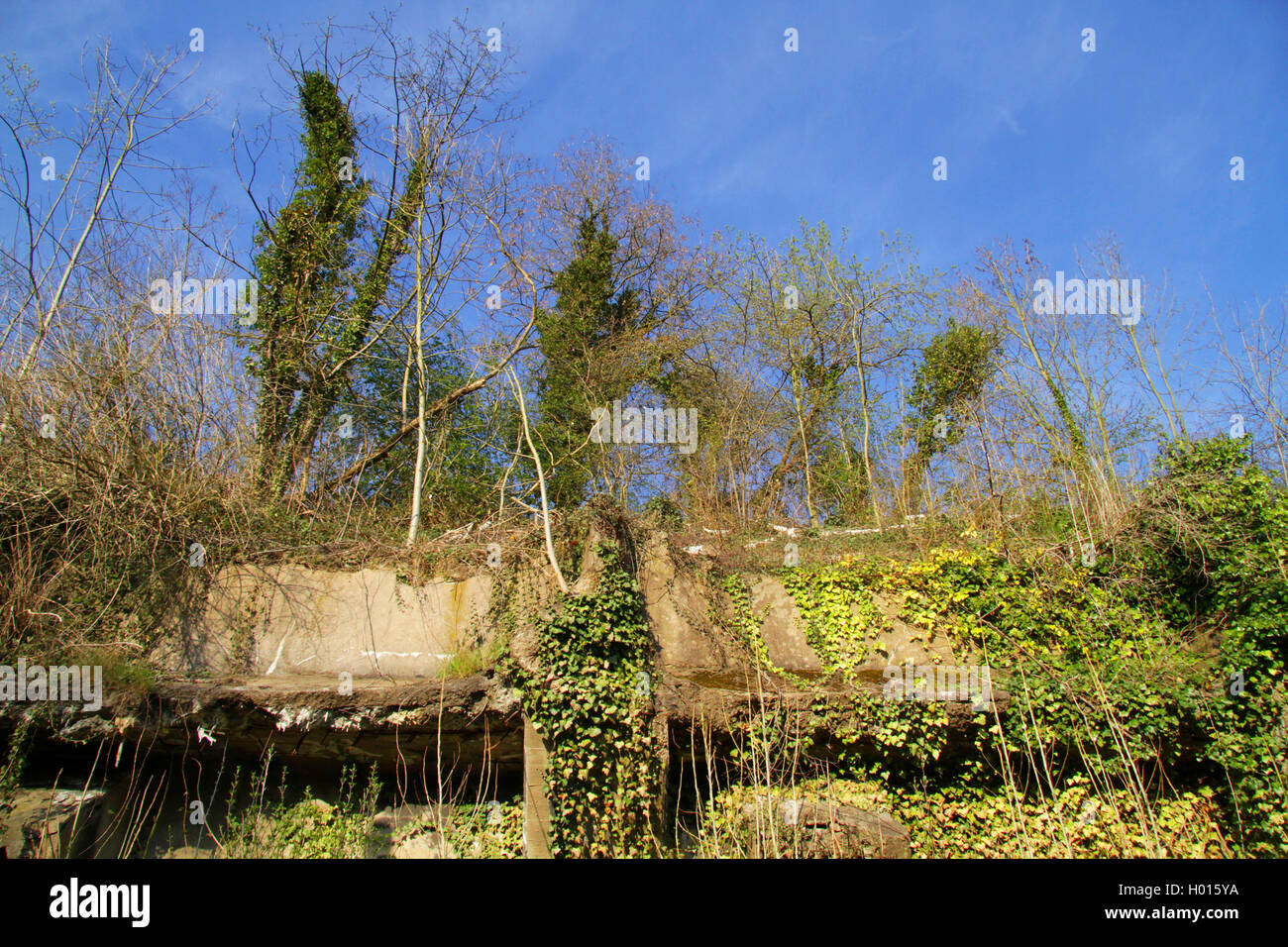 Bois et pionnier sur la croissance incontrôlée de l'ancienne mine de charbon wasteland, Allemagne Banque D'Images