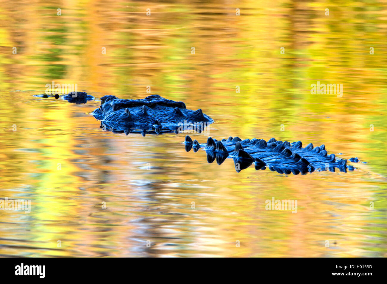 Crocodile (Crocodylus acutus), nage à la surface de l'eau, Costa Rica Banque D'Images