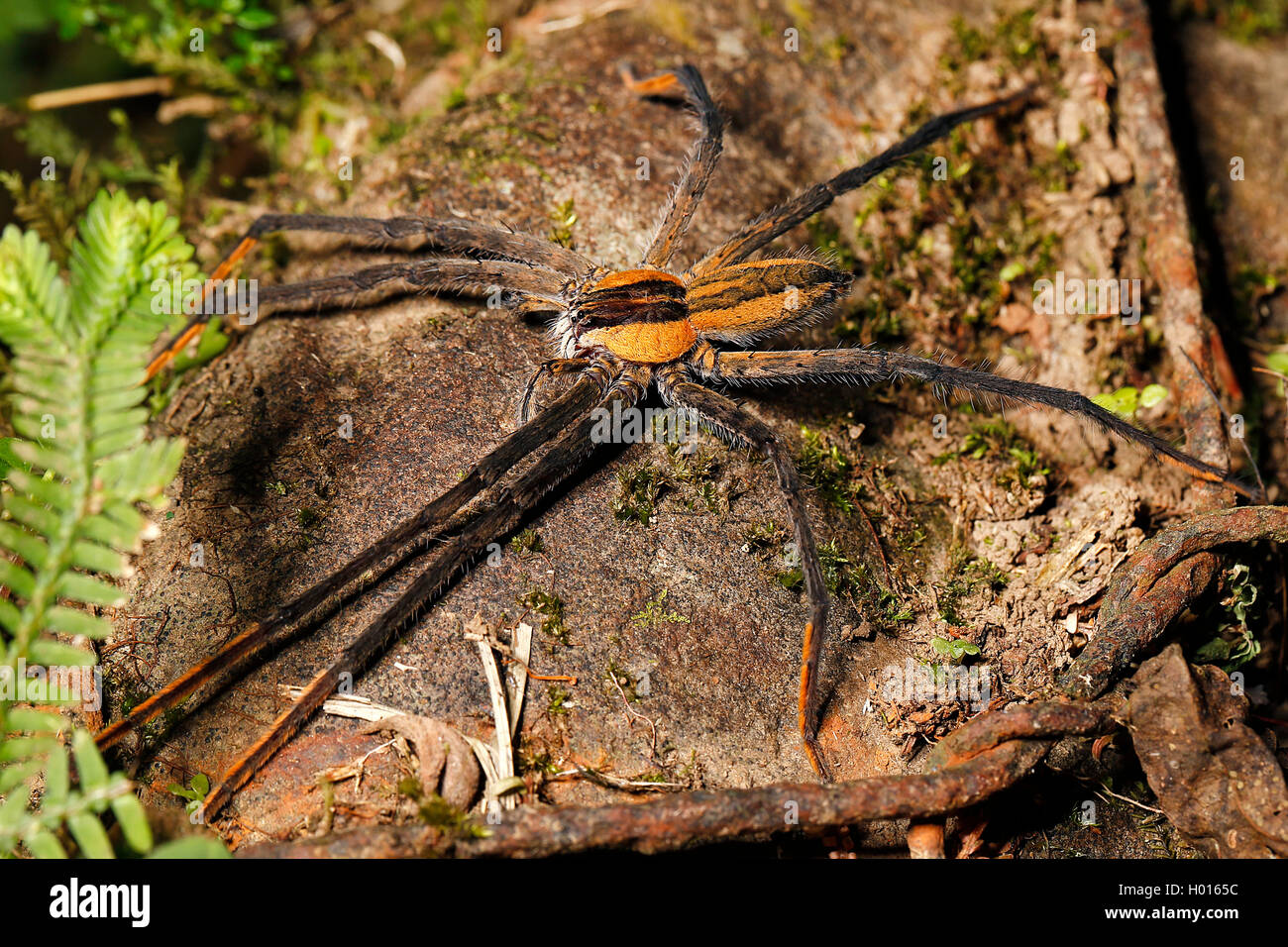 L'errance spider, araignée Cupiennius Banane (getazi), homme, vue de dessus, le Costa Rica Banque D'Images