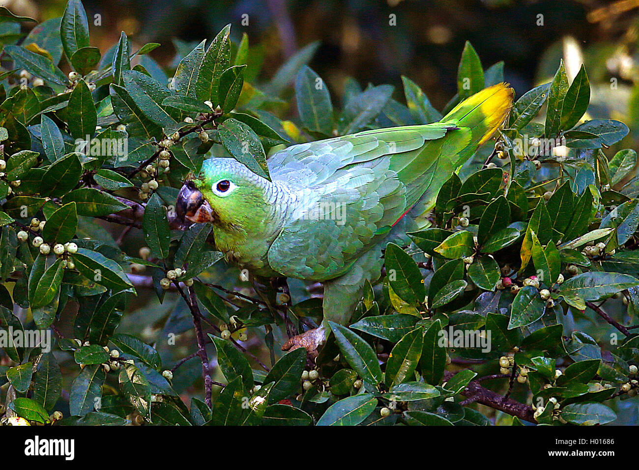 Der Papagei Banque d'image et photos - Alamy