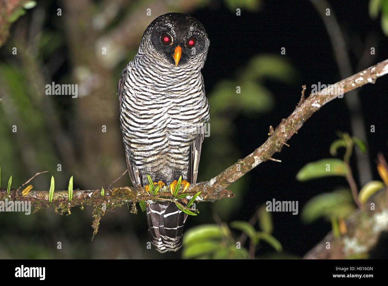Black & White Owl (Ciccaba nigrolineata), est assis sur une branche, le Costa Rica Banque D'Images