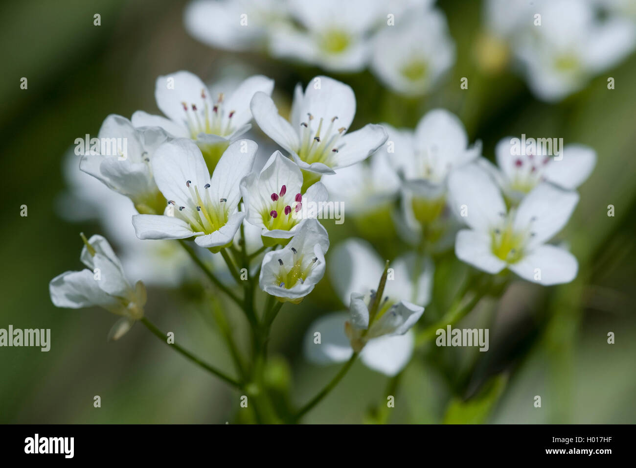 Grand-amer (cresson Cardamine amara), fleurs, Allemagne Banque D'Images