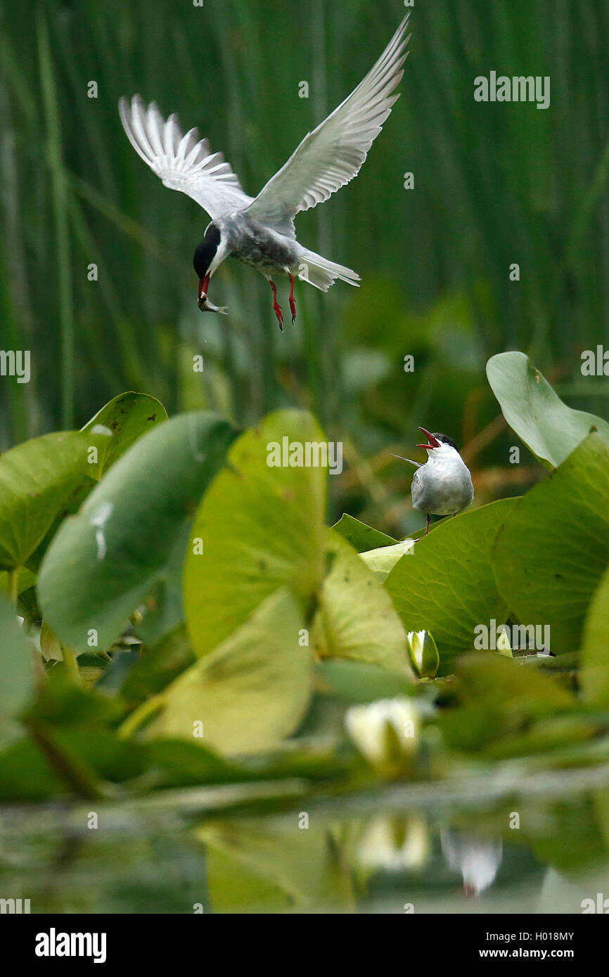 Guifette moustac (Chlidonias hybrida), nourrir un jeune oiseau la mendicité avec un poisson, la Roumanie, le Delta du Danube Banque D'Images