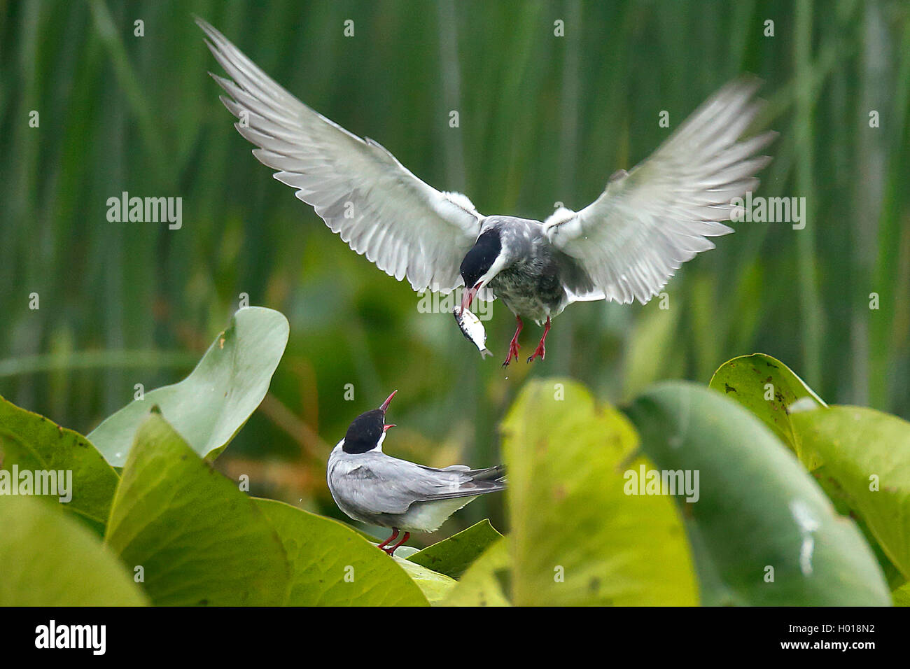 Guifette moustac (Chlidonias hybrida), nourrir un jeune oiseau la mendicité avec un poisson, la Roumanie, le Delta du Danube Banque D'Images