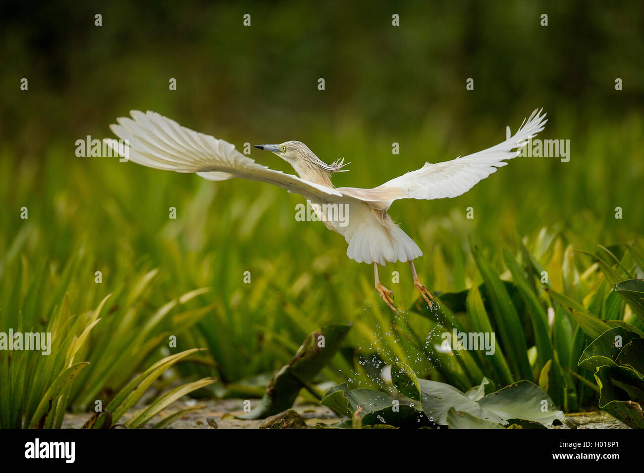 Crabier chevelu (Ardeola ralloides), voler jusqu'à partir de plantes de l'eau, vue de dos, la Roumanie, le Delta du Danube Banque D'Images