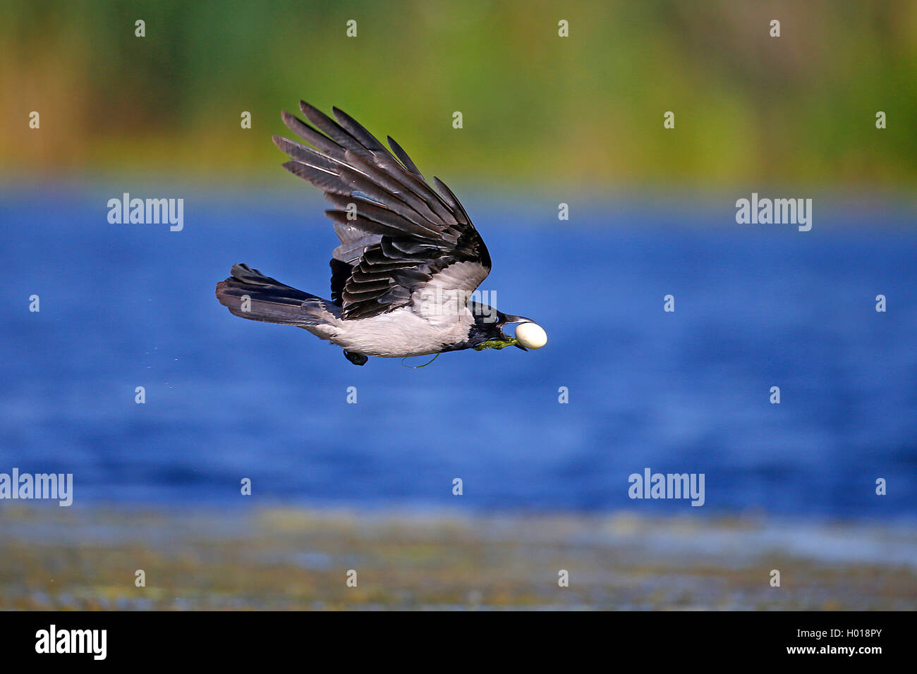 Hooded crow (Corvus corone cornix, Corvus cornix), battant avec oeuf violées dans le projet de loi, vue de côté, la Roumanie, le Delta du Danube Banque D'Images