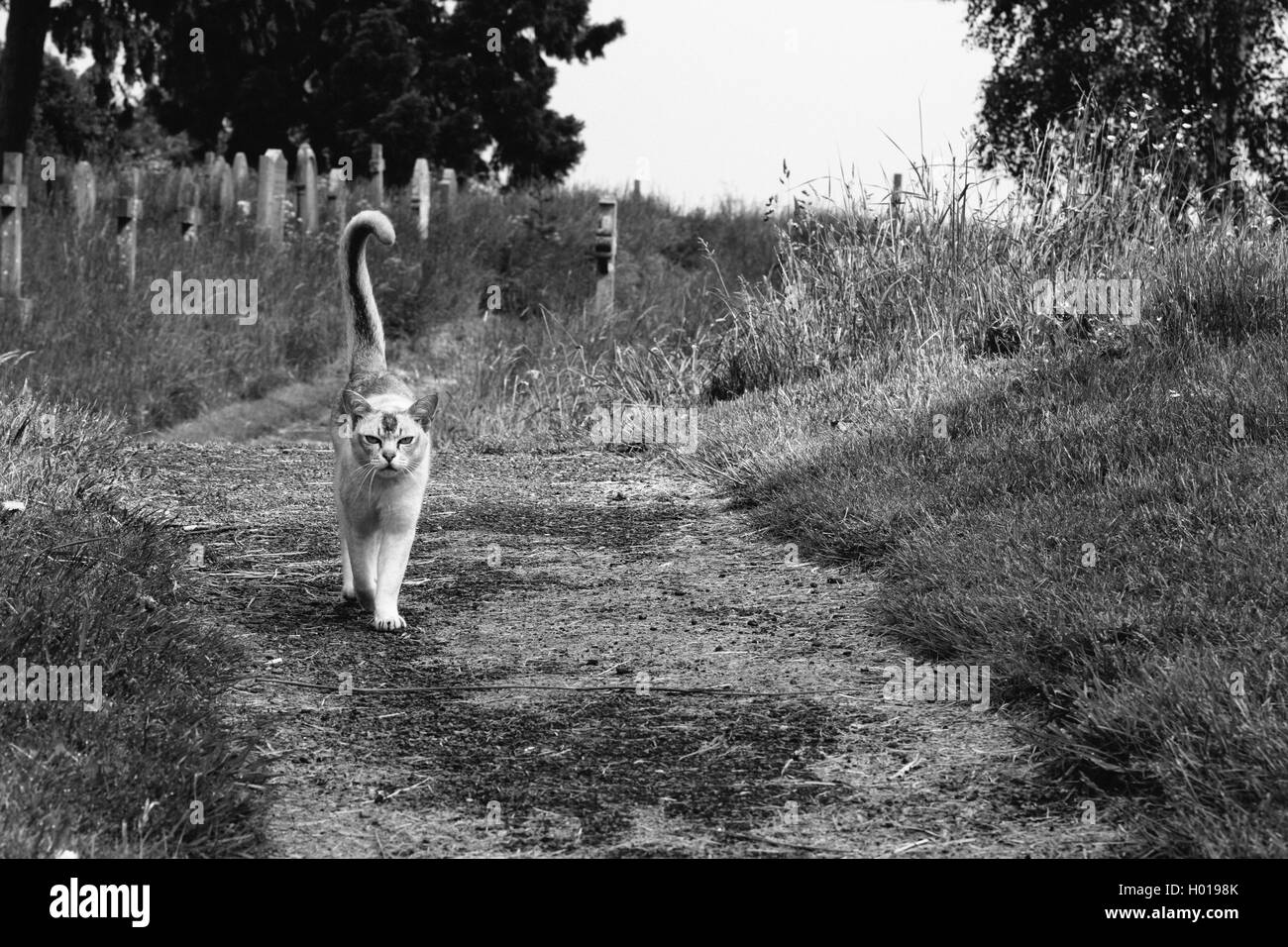 Cat walking through cimetière Banque D'Images
