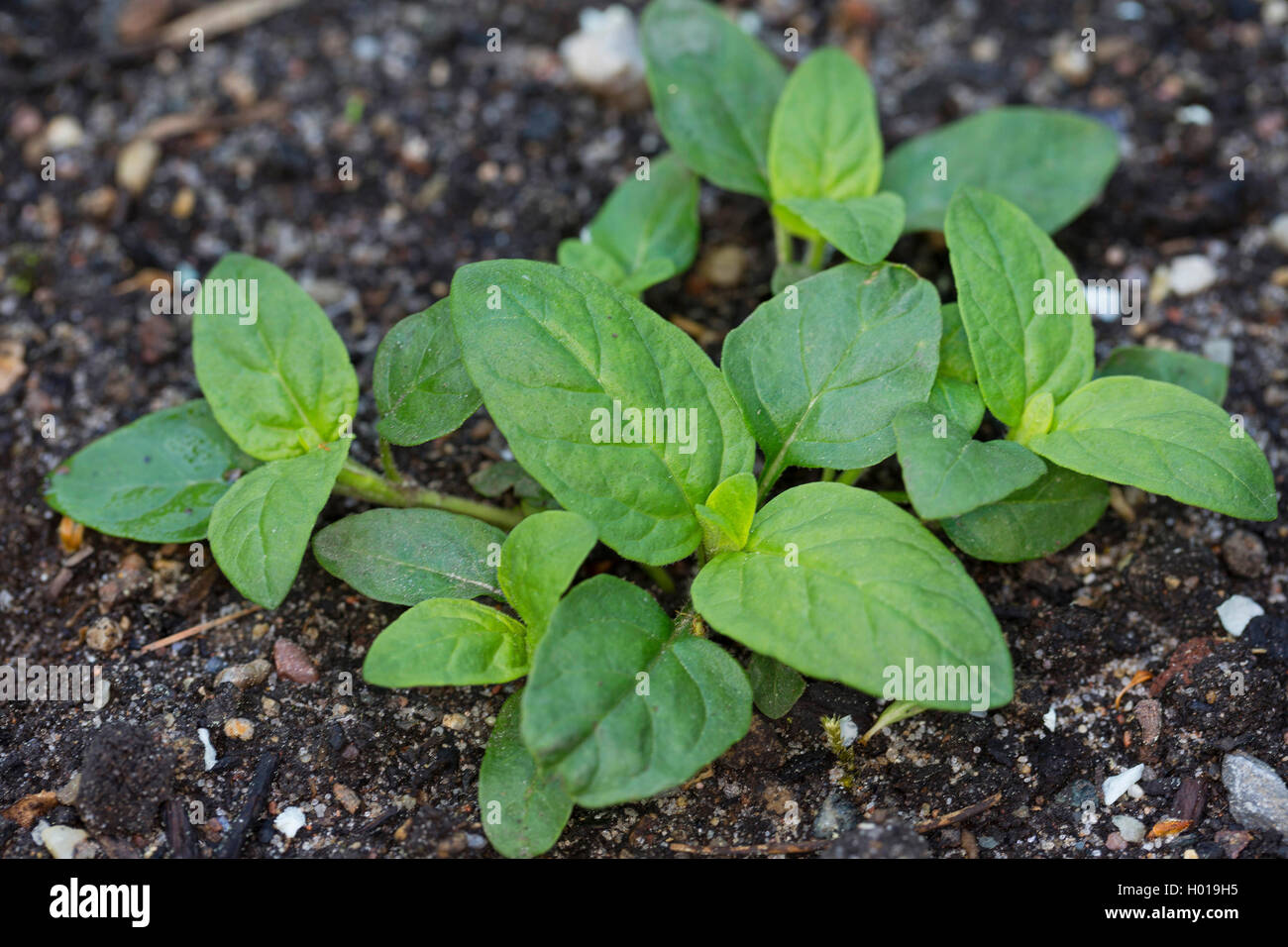 Carpenter, Prunelle vulgaire, l'auto-guérison (Prunella vulgaris), plantule, Allemagne Banque D'Images