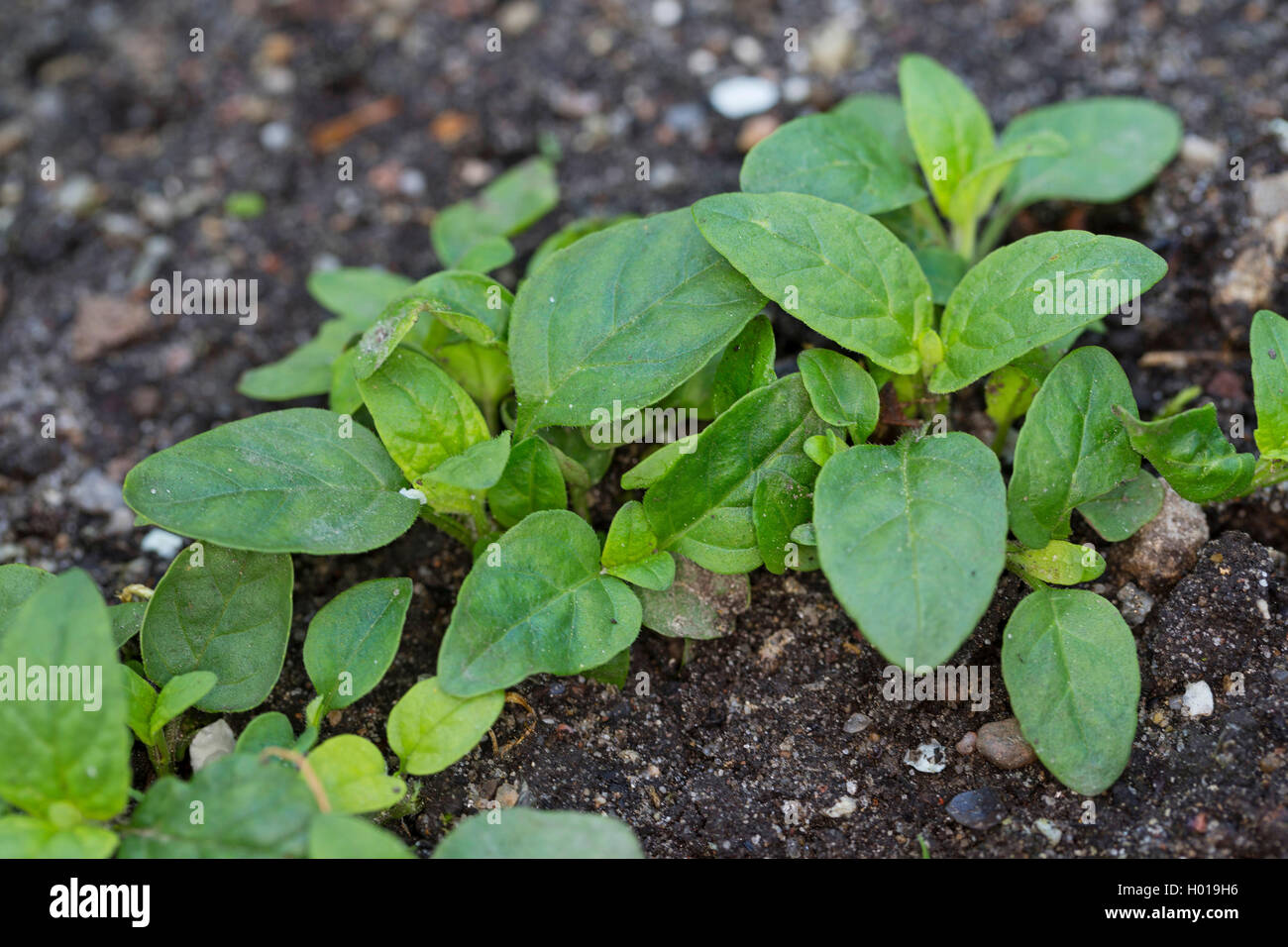 Carpenter, Prunelle vulgaire, l'auto-guérison (Prunella vulgaris), plantule, Allemagne Banque D'Images