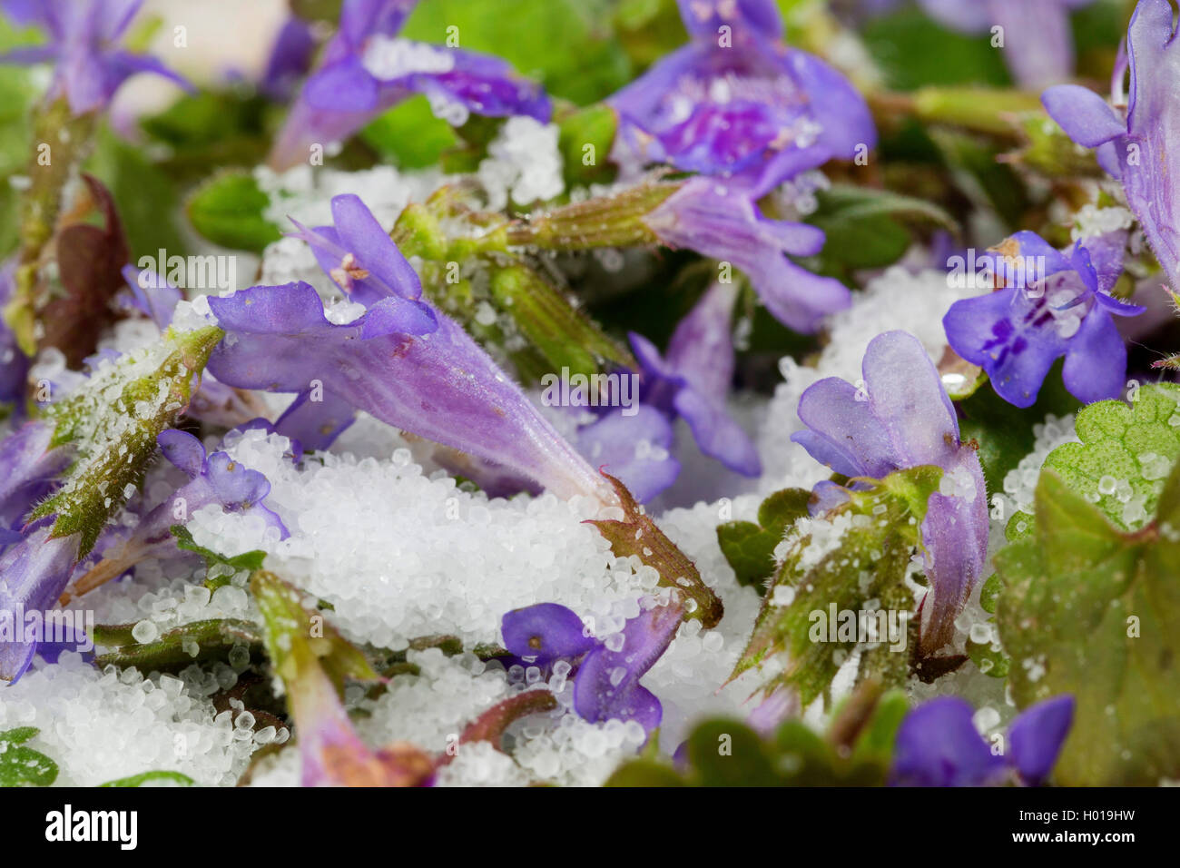 Gill sur le sol, le lierre terrestre (Glechoma hederacea), le sel avec des fleurs de lierre terrestre, Allemagne Banque D'Images