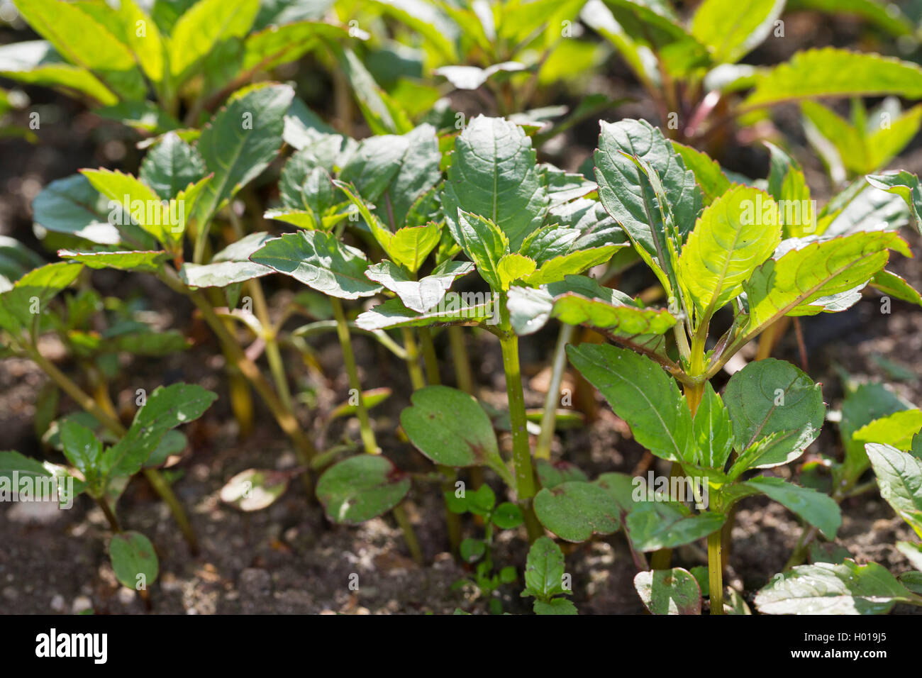 Balsamine de l'Himalaya Indien, rouge, sapin baumier, jewelweed, jewelweed ornementales casque de policier (Impatiens glandulifera), plantules, Allemagne Banque D'Images