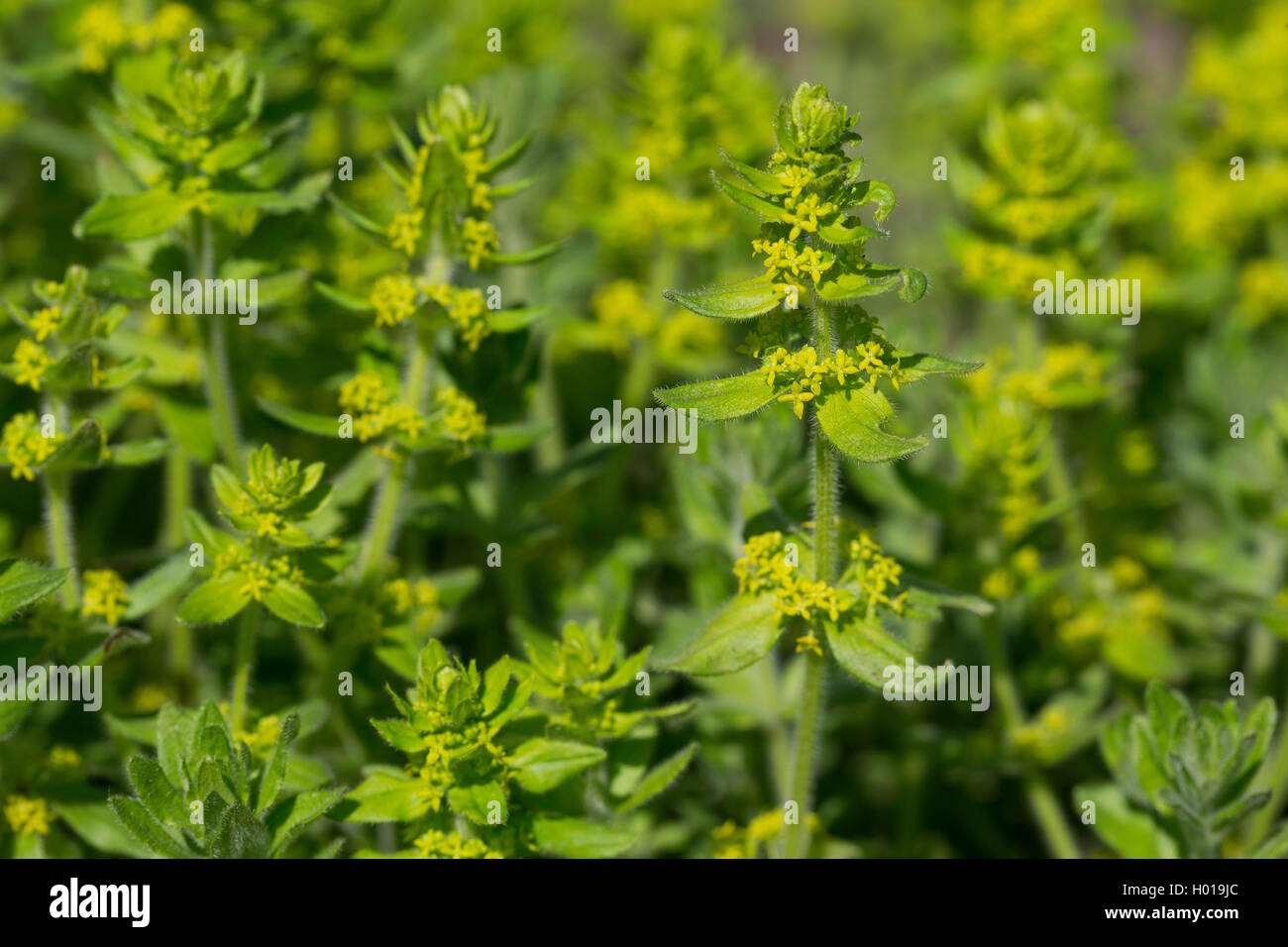 Crosswort, gaillet (Cruciata laevipes), blooming, Allemagne Banque D'Images