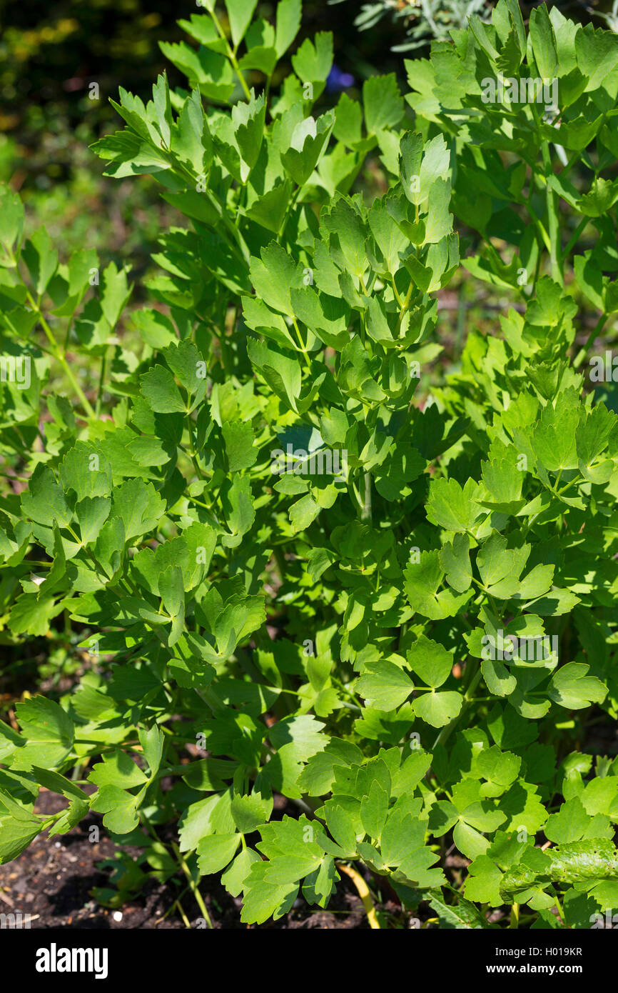 Jardin de la vessie, la livèche Levisticum officinale (semences), les jeunes feuilles Banque D'Images