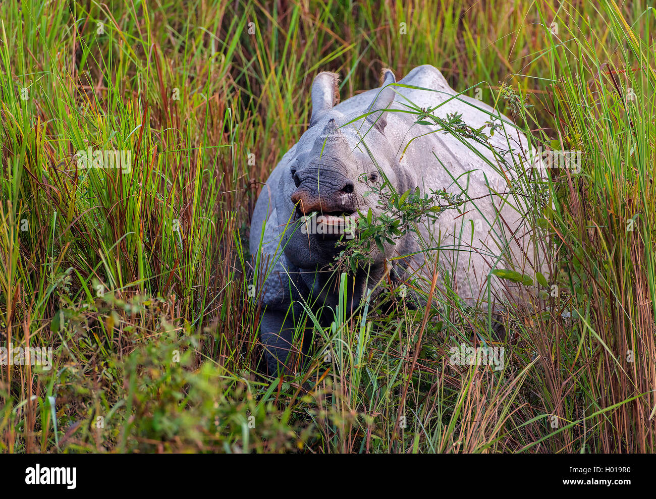 Société Indisches take away Panzernashorn Panzernashorn Panzer-Nashorn,, (Rhinoceros unicornis), im Feuchtgebiet, Indien, Assam, Kaziranga Nationa Banque D'Images