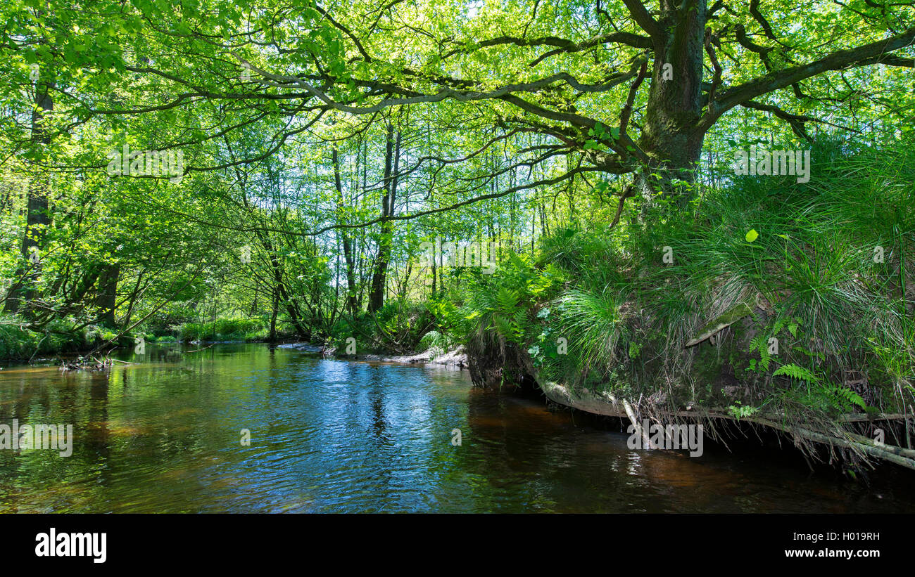 Plaine d'inondation du fleuve, réserve naturelle Baeken und der Endeler Holzhauser Heide, Allemagne, Basse-Saxe Oldenburger Muensterland, Visbek Banque D'Images