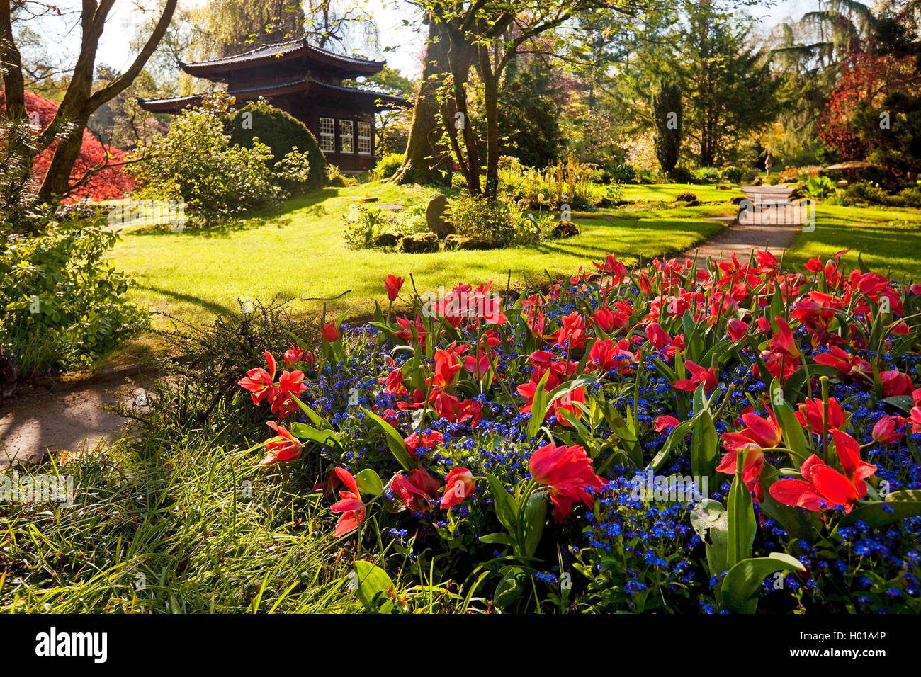 Azalea Azalea (spec.), un jardin japonais Leverkusen avec plateau house au printemps, les tulipes et myosotis en premier plan, l'Allemagne, en Rhénanie du Nord-Westphalie, région du Bergisches Land, à Leverkusen Banque D'Images