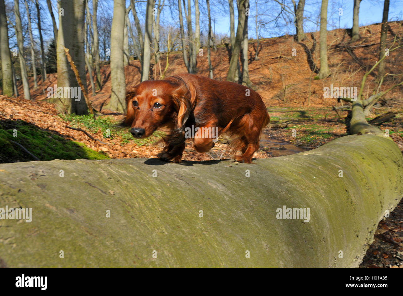 Teckel à poil long, poil long chien saucisse, chien domestique (Canis lupus f. familiaris), saucisse à poil long chien elle marche sur un tronc d'arbre dans une forêt, en Allemagne, en Rhénanie du Nord-Westphalie, Ruhr, Castrop-Rauxel Banque D'Images