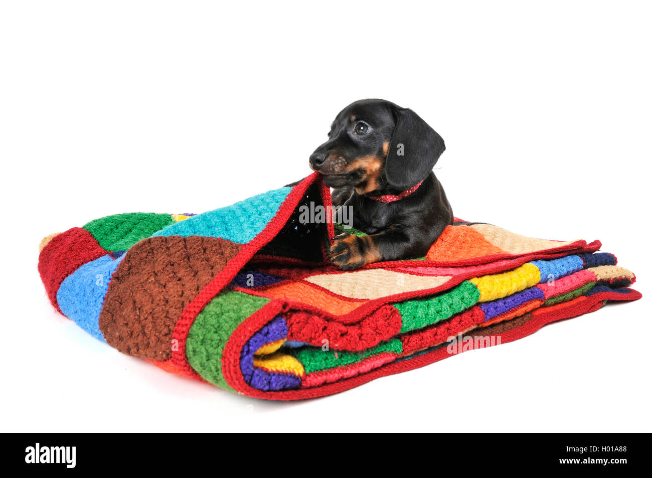 Teckel à poil court, à poil court, chien saucisse chien domestique (Canis lupus f. familiaris), dark-haired chiot allongé sur une couverture de laine de couleur, la découpe Banque D'Images