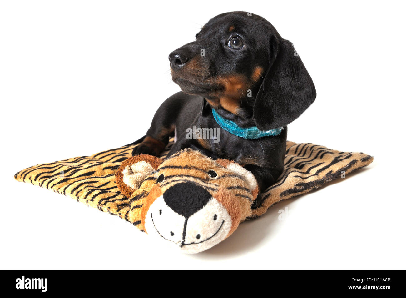Teckel à poil court, à poil court, chien saucisse chien domestique (Canis  lupus f. familiaris), étendu sur un chiot en peluche tigre Perdu Blanket  Photo Stock - Alamy