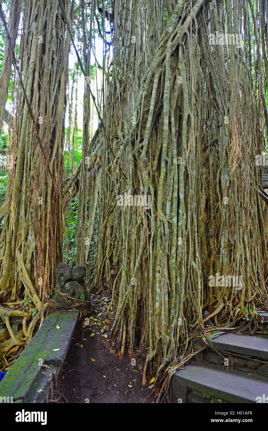 (Fig Ficus spec.), des racines aériennes d'un figuier dans au printemps saint Temple, l'INDONÉSIE, Bali, Ubud Banque D'Images