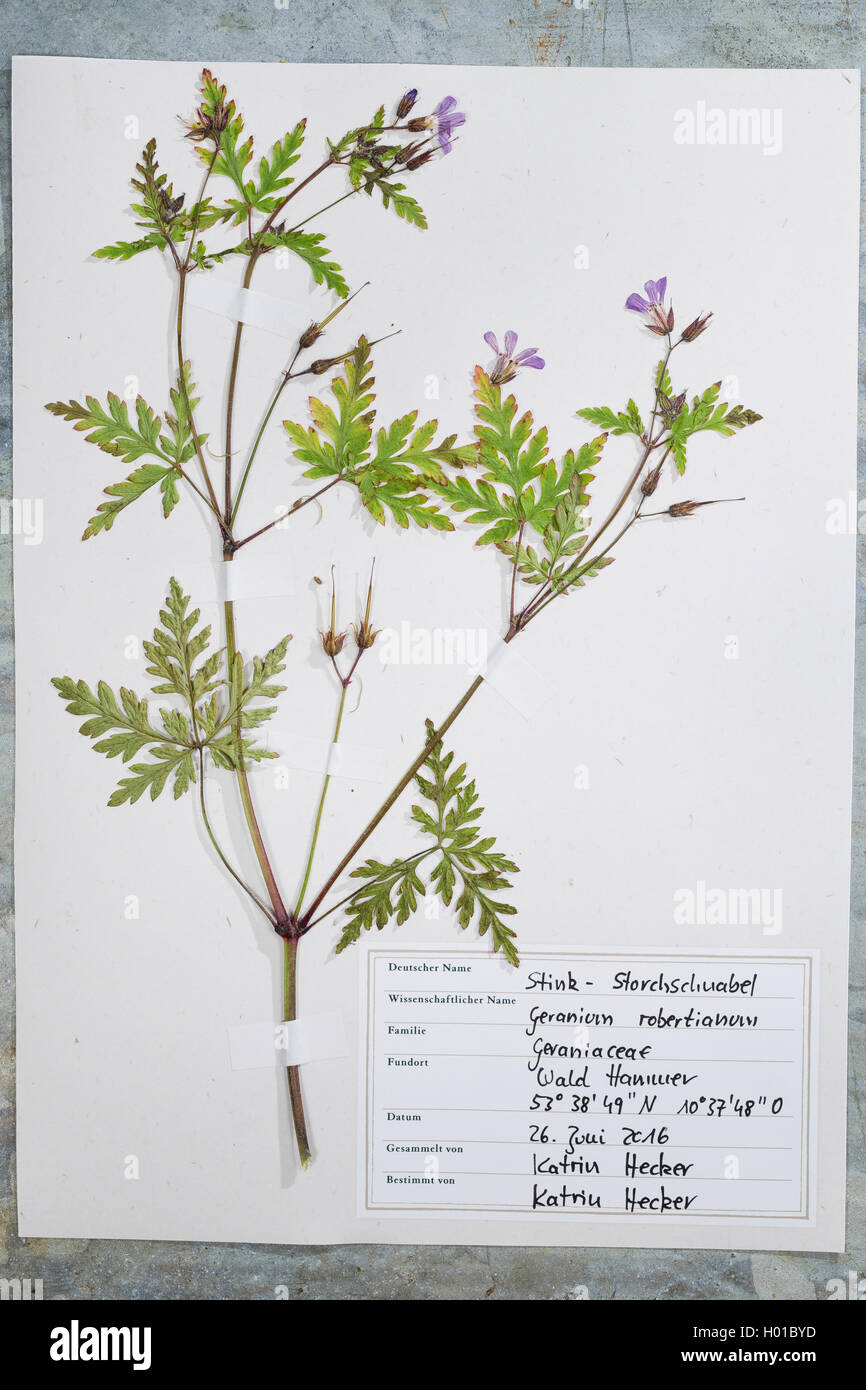 Herb Robert, Red Robin, la mort venir rapidement, Robert (Geranium robertianum géranium, Robertiella robertiana), prêts, feuille d'herbier Allemagne Banque D'Images