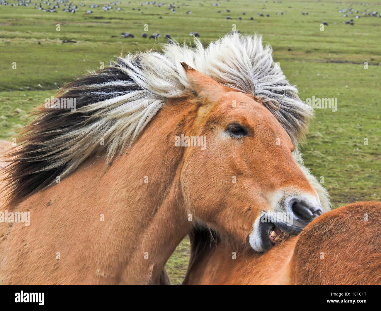 Cheval Fjord norvégien, le cheval (Equus caballus przewalskii. f), paire de chevaux Fjord toilettage, Allemagne, Schleswig-Holstein, dans le Nord de la Frise, halli Hooge Banque D'Images