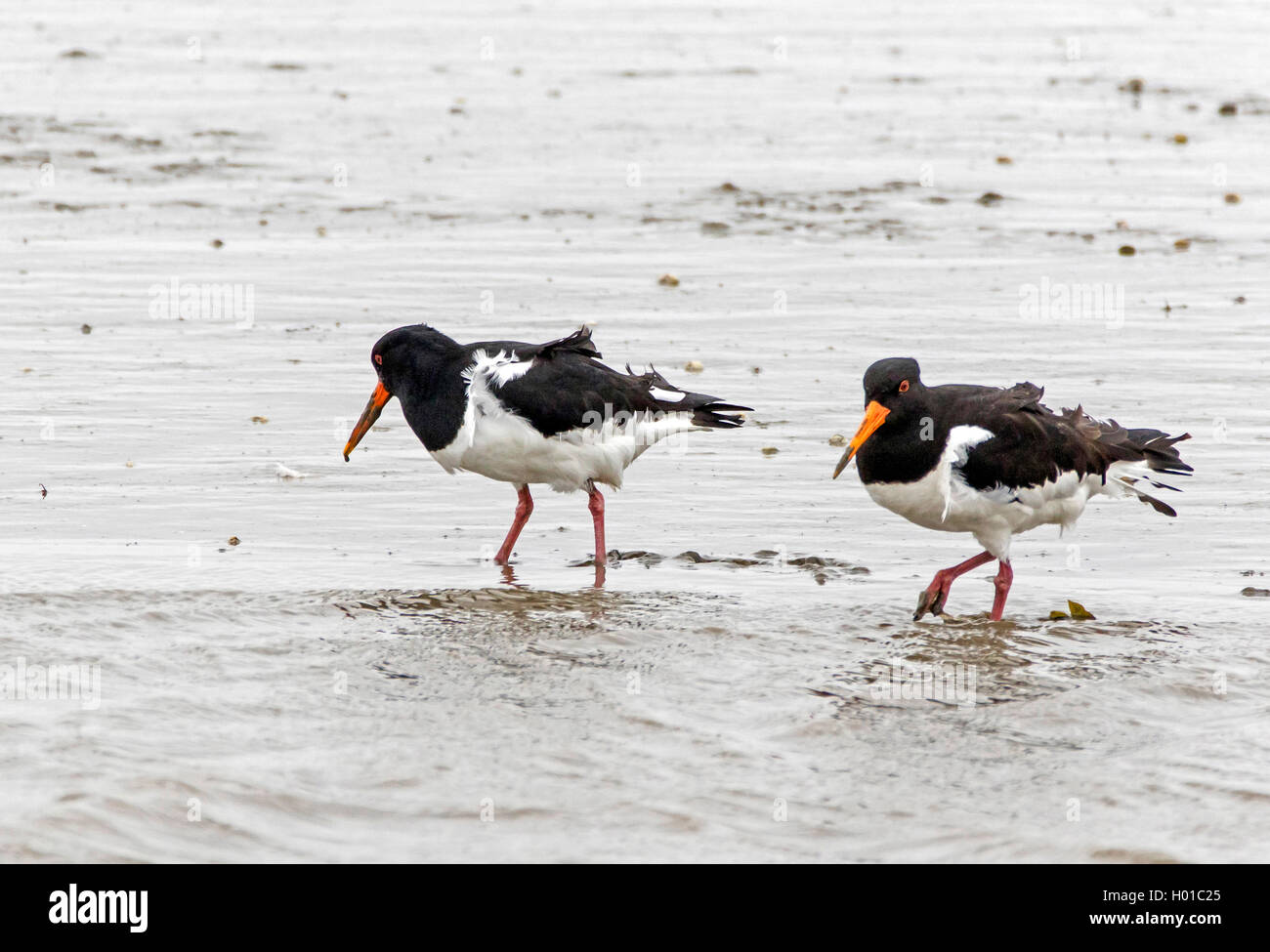 Palaearctic huîtrier pie (Haematopus ostralegus), l'Huîtrier pie dans le vent, l'Allemagne, Schleswig-Holstein, dans le Nord de la Frise, Hallig Hooge Banque D'Images