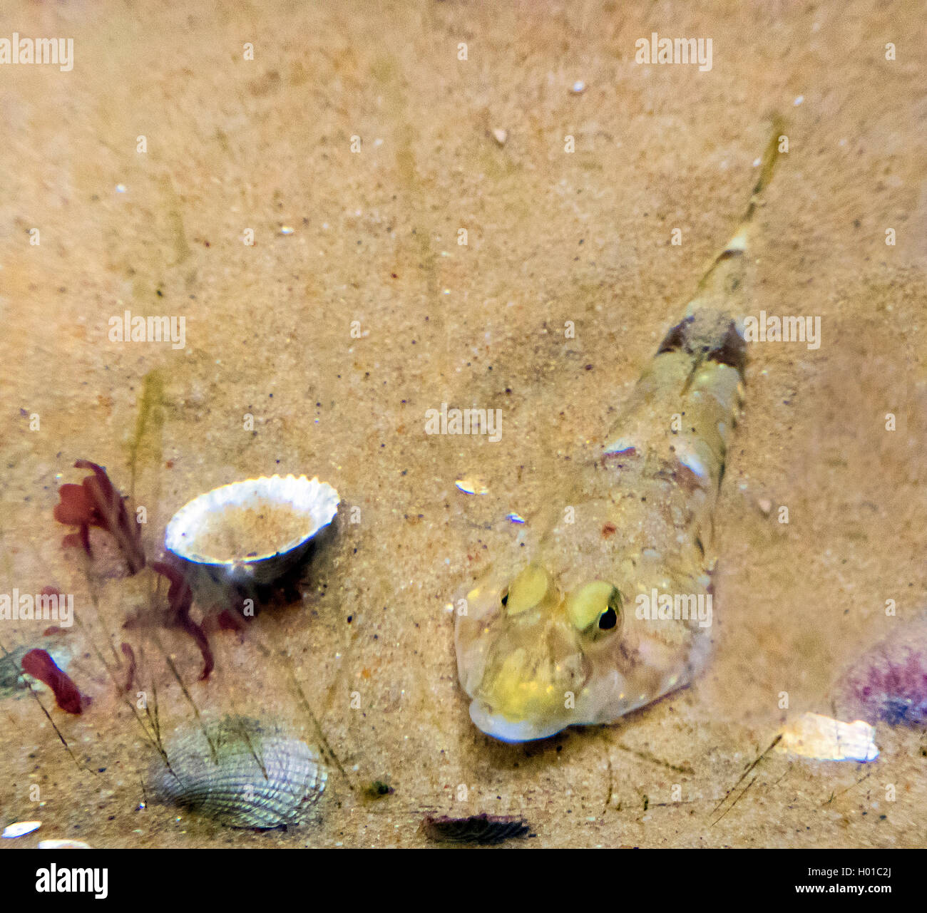 Dragonet commun (Callionymus lyra, Callionymus dracunculus), sur fond de mer, Allemagne Banque D'Images