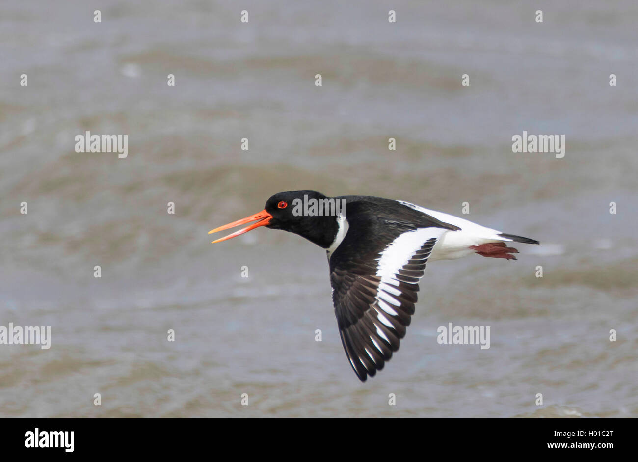 Palaearctic huîtrier pie (Haematopus ostralegus), en vol, l'Allemagne, Schleswig-Holstein, dans le Nord de la Frise, Hallig Hooge Banque D'Images