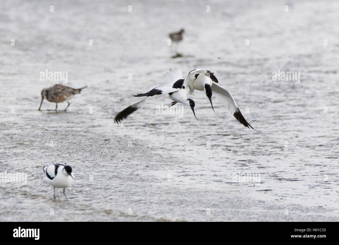 Avocette élégante (Recurvirostra avosetta), des combats, de l'Allemagne, Schleswig-Holstein, dans le Nord de la Frise, Hallig Hooge Banque D'Images